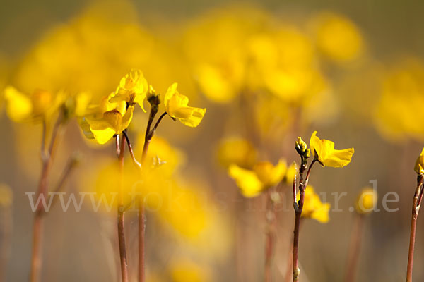 Verkannter Wasserschlauch (Utricularia australis)