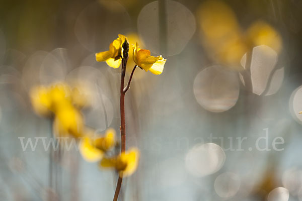 Verkannter Wasserschlauch (Utricularia australis)