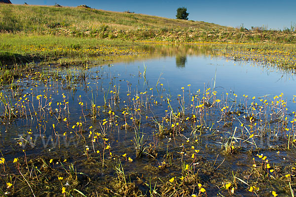 Verkannter Wasserschlauch (Utricularia australis)