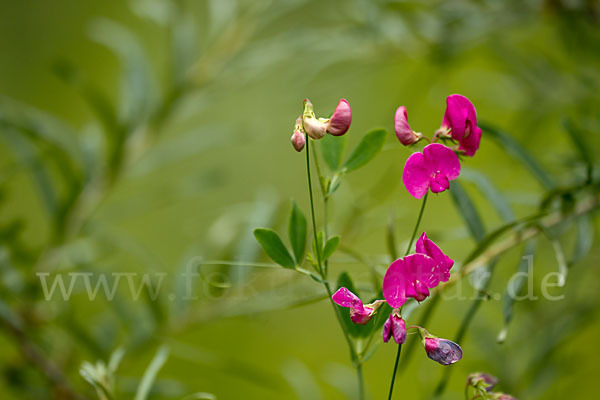 Verschiedenblättrige Platterbse (Lathyrus heterophyllus)