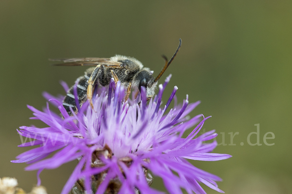 Vierbindige Furchenbiene (Halictus quadricinctus)