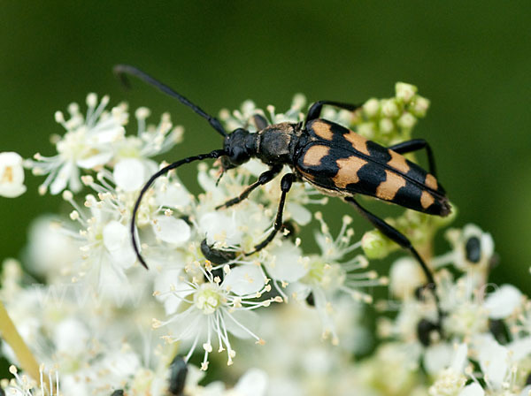 Vierbindiger Schmalbock (Leptura quadrifasciata)