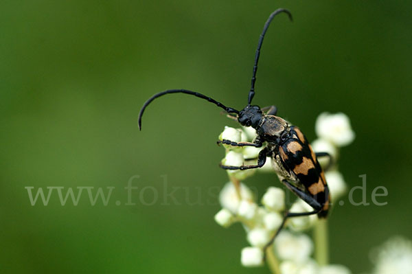 Vierbindiger Schmalbock (Leptura quadrifasciata)