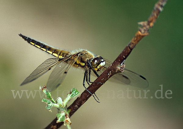 Vierfleck (Libellula quadrimaculata)