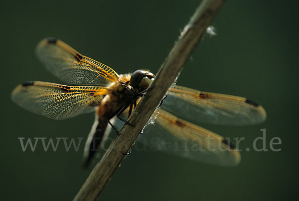 Vierfleck (Libellula quadrimaculata)