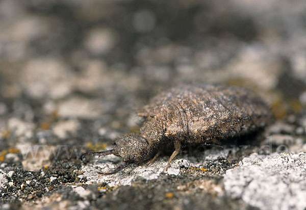 Vierfleckige Ameisenjungfer (Distoleon tetragrammicus)