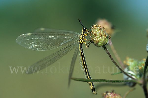 Vierfleckige Ameisenjungfer (Distoleon tetragrammicus)