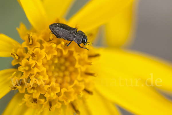 Vierpunktiger Kiefernprachtkäfer (Anthaxia quadripunctata)