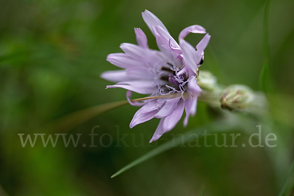 Violette Schwarzwurzel (Scorzonera purpurea)