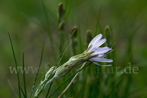 Violette Schwarzwurzel (Scorzonera purpurea)