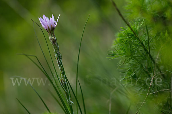 Violette Schwarzwurzel (Scorzonera purpurea)