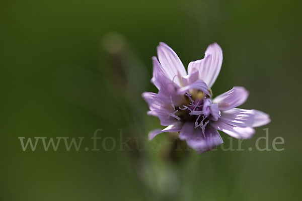 Violette Schwarzwurzel (Scorzonera purpurea)