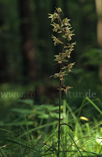 Violette Stendelwurz (Epipactis purpurata)