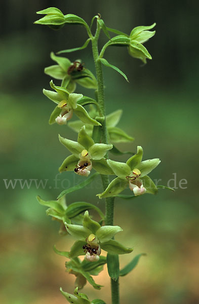 Violette Stendelwurz (Epipactis purpurata)