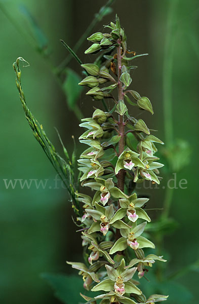 Violette Stendelwurz (Epipactis purpurata)