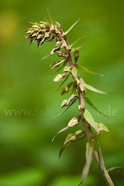 Violette Stendelwurz (Epipactis purpurata)