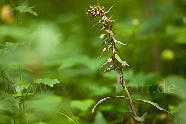 Violette Stendelwurz (Epipactis purpurata)