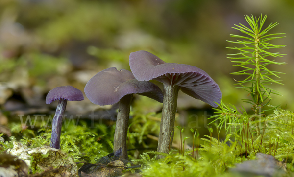 Violetter Lacktrichterling (Laccaria amethystea)