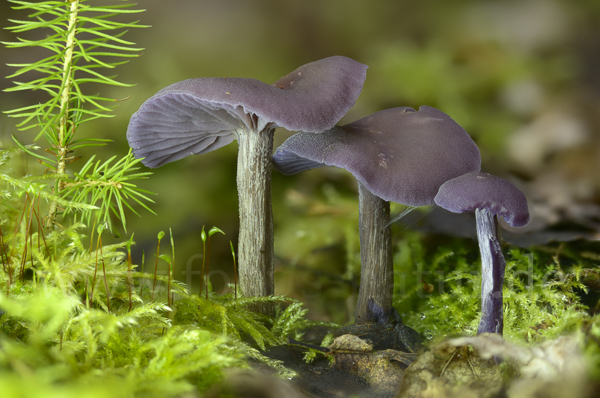 Violetter Lacktrichterling (Laccaria amethystea)