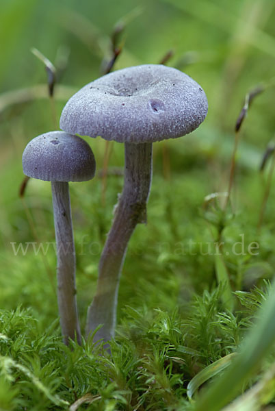 Violetter Lacktrichterling (Laccaria amethystea)