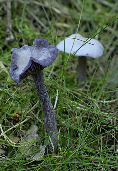 Violetter Lacktrichterling (Laccaria amethystea)