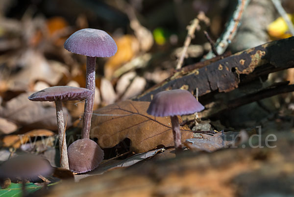 Violetter Lacktrichterling (Laccaria amethystea)