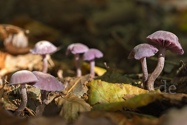 Violetter Lacktrichterling (Laccaria amethystea)