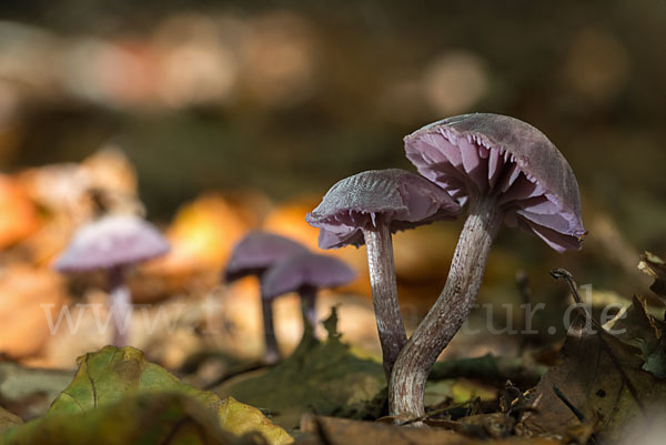 Violetter Lacktrichterling (Laccaria amethystea)