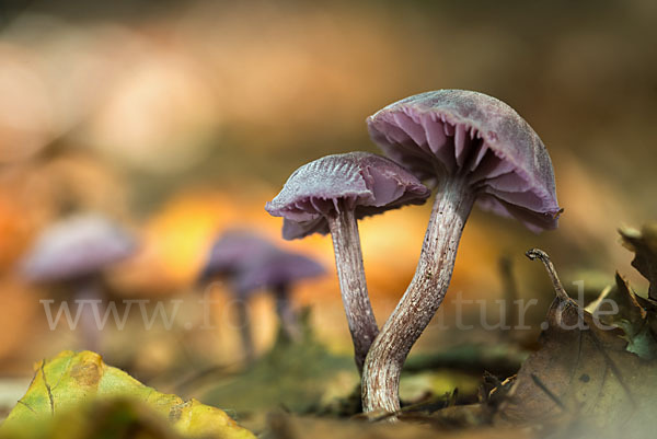 Violetter Lacktrichterling (Laccaria amethystea)