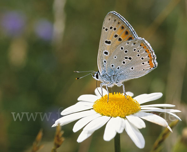 Violetter Silberfalter (Lycaena alciphron)