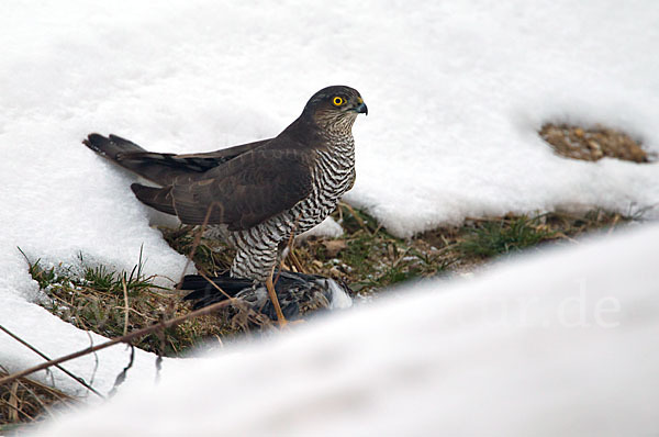 Wacholderdrossel (Turdus pilaris)