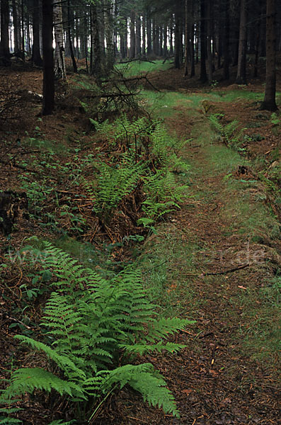Wald-Frauenfarn (Athyrium filix-femina)