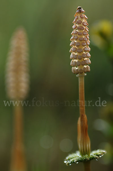 Wald-Schachtelhalm (Equisetum sylvaticum)