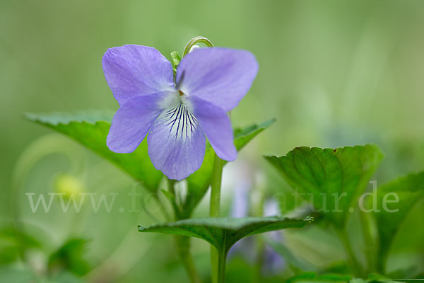 Wald-Veilchen (Viola reichenbachiana)