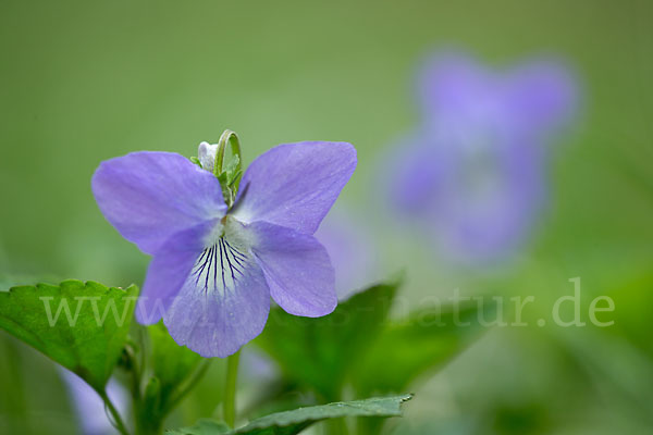 Wald-Veilchen (Viola reichenbachiana)