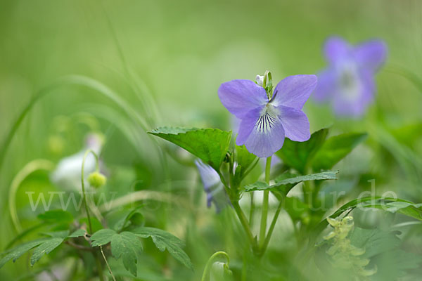 Wald-Veilchen (Viola reichenbachiana)