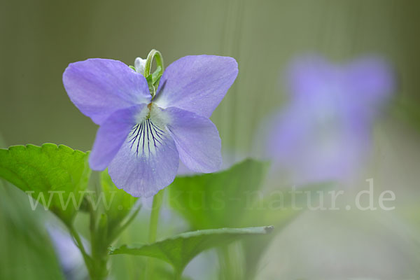 Wald-Veilchen (Viola reichenbachiana)