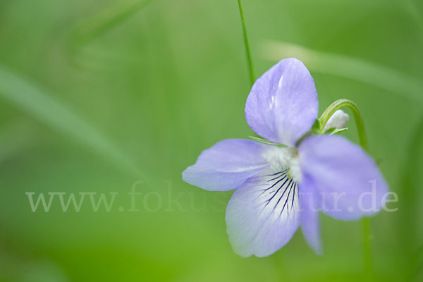 Wald-Veilchen (Viola reichenbachiana)