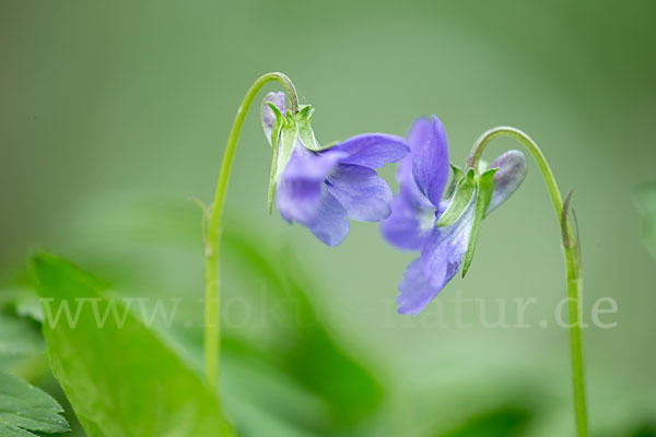 Wald-Veilchen (Viola reichenbachiana)