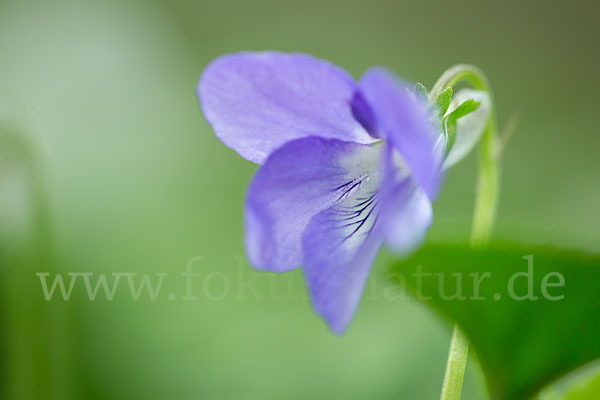 Wald-Veilchen (Viola reichenbachiana)