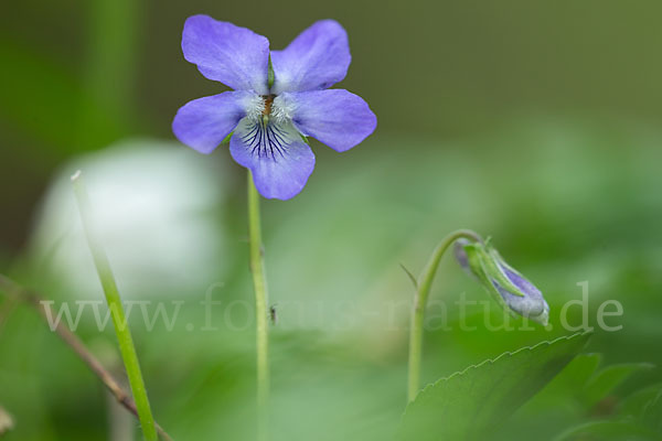 Wald-Veilchen (Viola reichenbachiana)