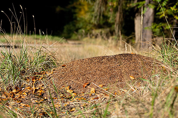 Waldameise (Formica spec.)