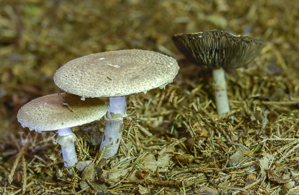 Waldchampignon (Agaricus silvaticus)