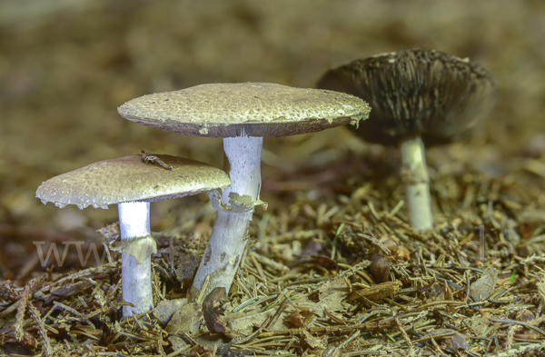 Waldchampignon (Agaricus silvaticus)