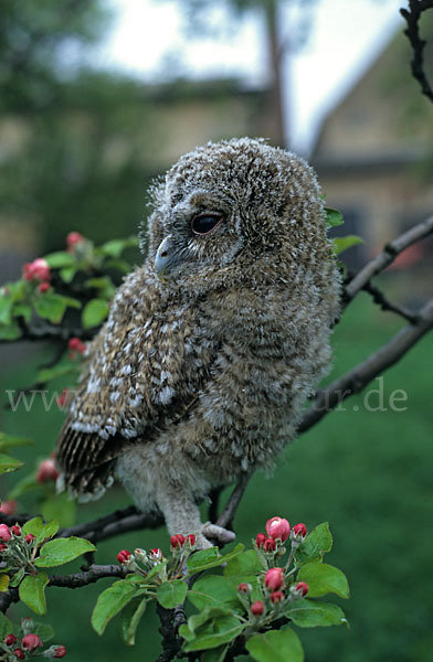 Waldkauz (Strix aluco)