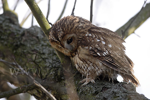 Waldkauz (Strix aluco)