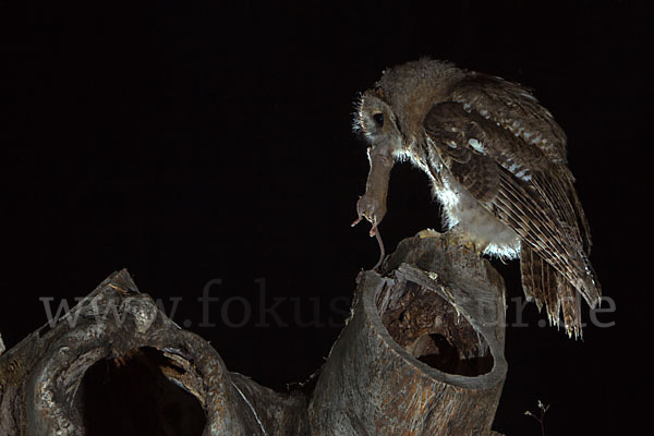 Waldkauz (Strix aluco)