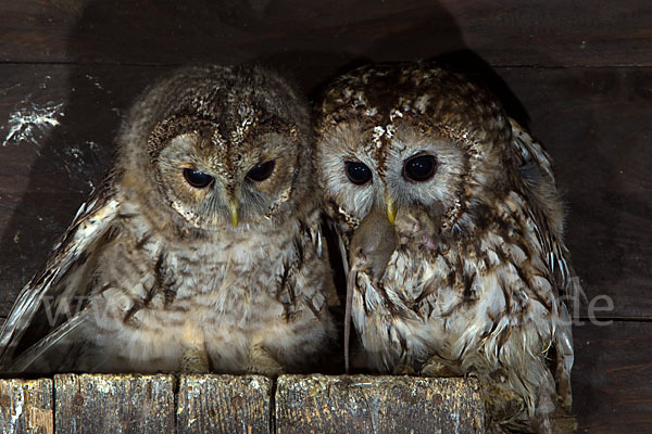 Waldkauz (Strix aluco)