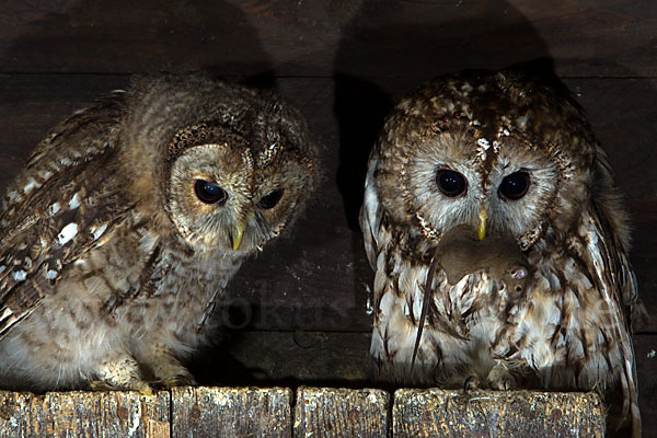 Waldkauz (Strix aluco)