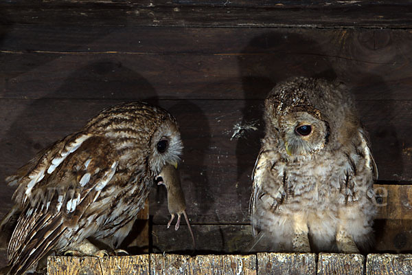 Waldkauz (Strix aluco)